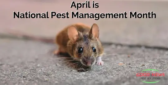 Rodent pest