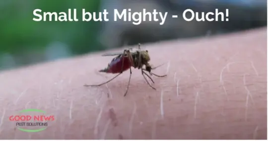 Small but mighty insect