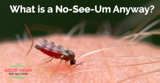 No-See-Um on skin