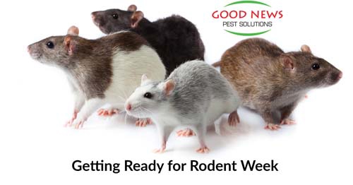 Rodent Week