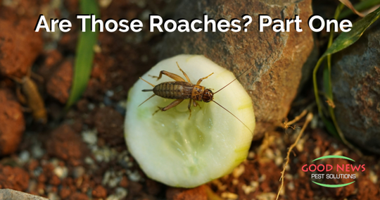 Are Those Roaches? Part One