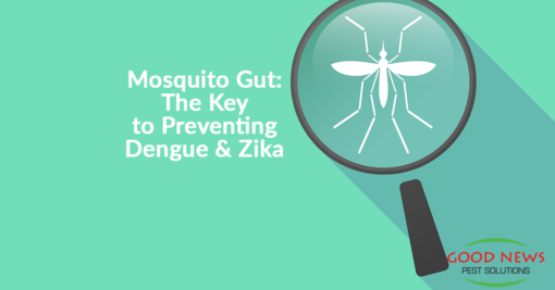 Mosquito's Gut: Key to Preventing Dengue and Zika