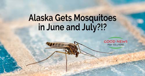 Mosquito on the floor