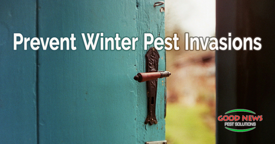 Prevent Winter Pest Invasions
