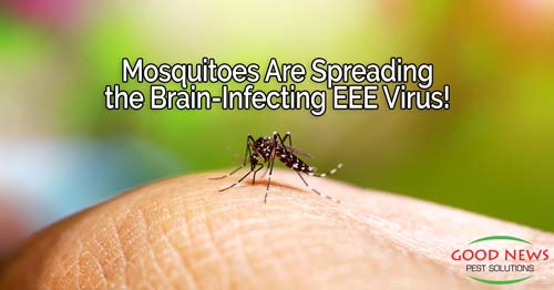 mosquito on skin