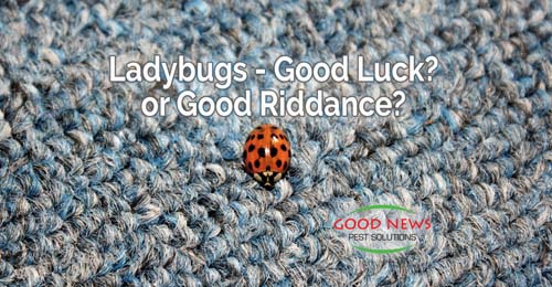 lady bug