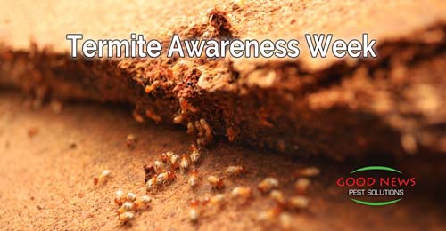 termites