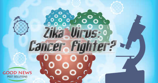Zika Virus: Cancer Fighter?