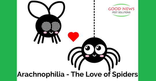 Spiders