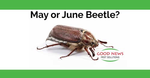 a beetle