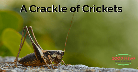 Crickets