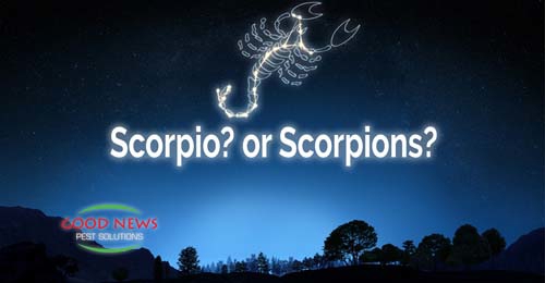 scorpion