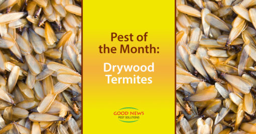 Pest of the Month: Drywood Termites