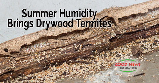 Here is a damaged wood structure affected by termites.