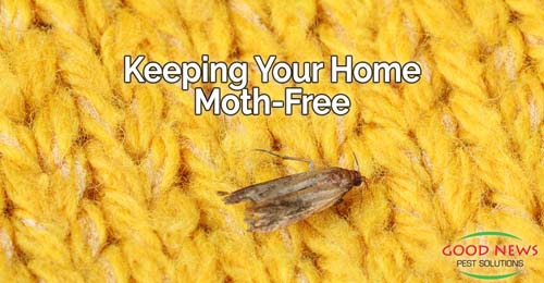 A close up photo of a moth on a knitted yellow sweater.