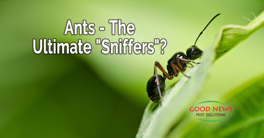 An extreme close-up shows an ant crawling on a green leaf.