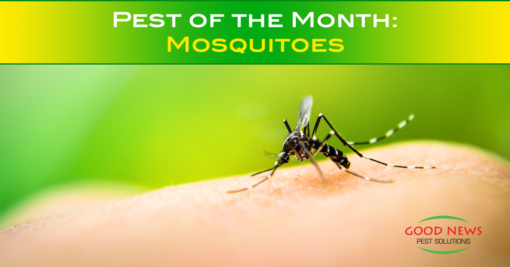 Pest of the Month: Mosquitoes