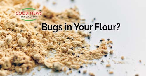 Close-up shot of flour, and bugs on a white surface.