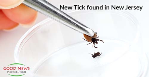 New tick