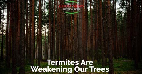 A forest filled with tall, straight trees is the backdrop