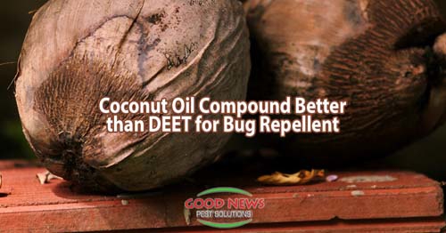Coconut oil compound better then DEET for bug repellent