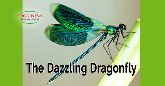 A dragonfly is shown perched on a stem.