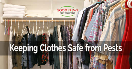 keeping your clothes from pests