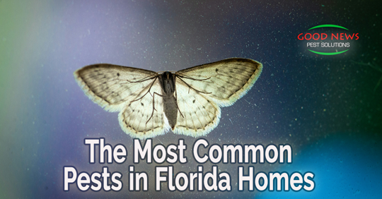 The Most Common Pests in Florida Homes - Part 3