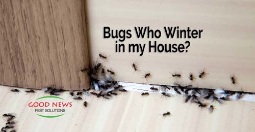 bugs