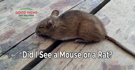 mouse