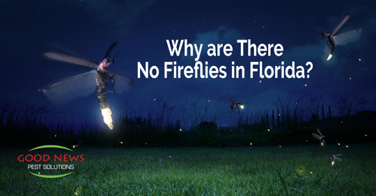 Why are There No Fireflies in Florida?