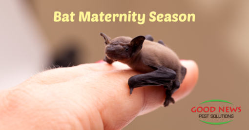 Bat