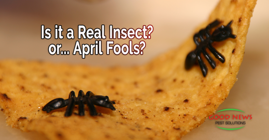 A close-up captures a tortilla chip with two plastic ants on it.