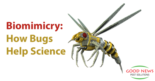 Biomimicry: How Bugs Help Science