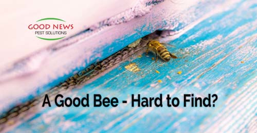bee