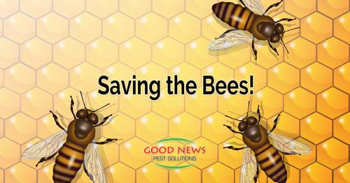 bees