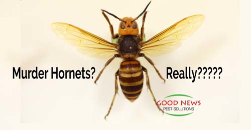 Close-up of a pinned hornet specimen