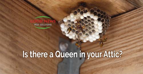 A wasp nest is attached to the corner of an attic, with several wasps swarming around it.