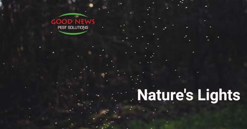 The image shows a swarm of fireflies in a dark outdoor setting.