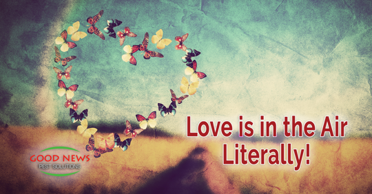 A digitally edited image shows butterflies arranged in a heart shape.