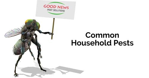 Common household pests