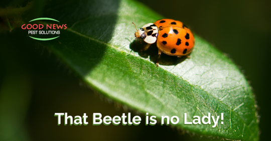 Beetle