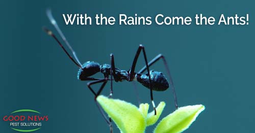 close-up photo of an ant on a leaf with