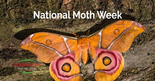 The moth is perched on a rough tree bark surface.