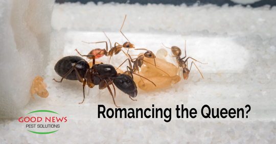ants