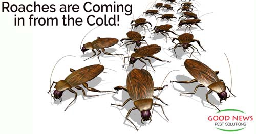 Several cartoon cockroaches of varying sizes are shown as if in motion.