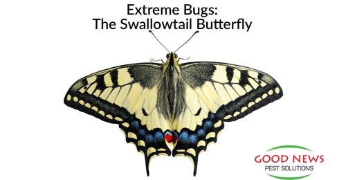 Swallowtail butterfly