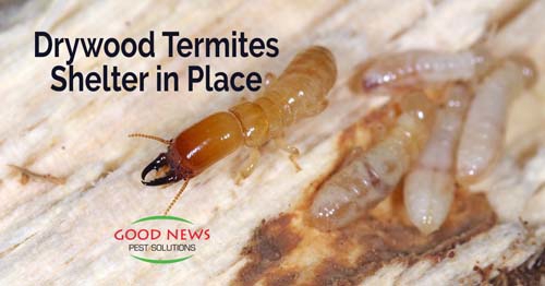 termites on wood