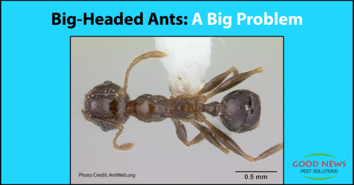 Big Headed Ants: A Big Problem