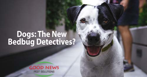 Dogs: The new bedbug detectives?